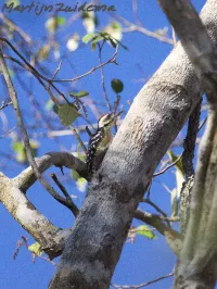 Oostelijke vaalborstspecht [Dendrocopos analis]